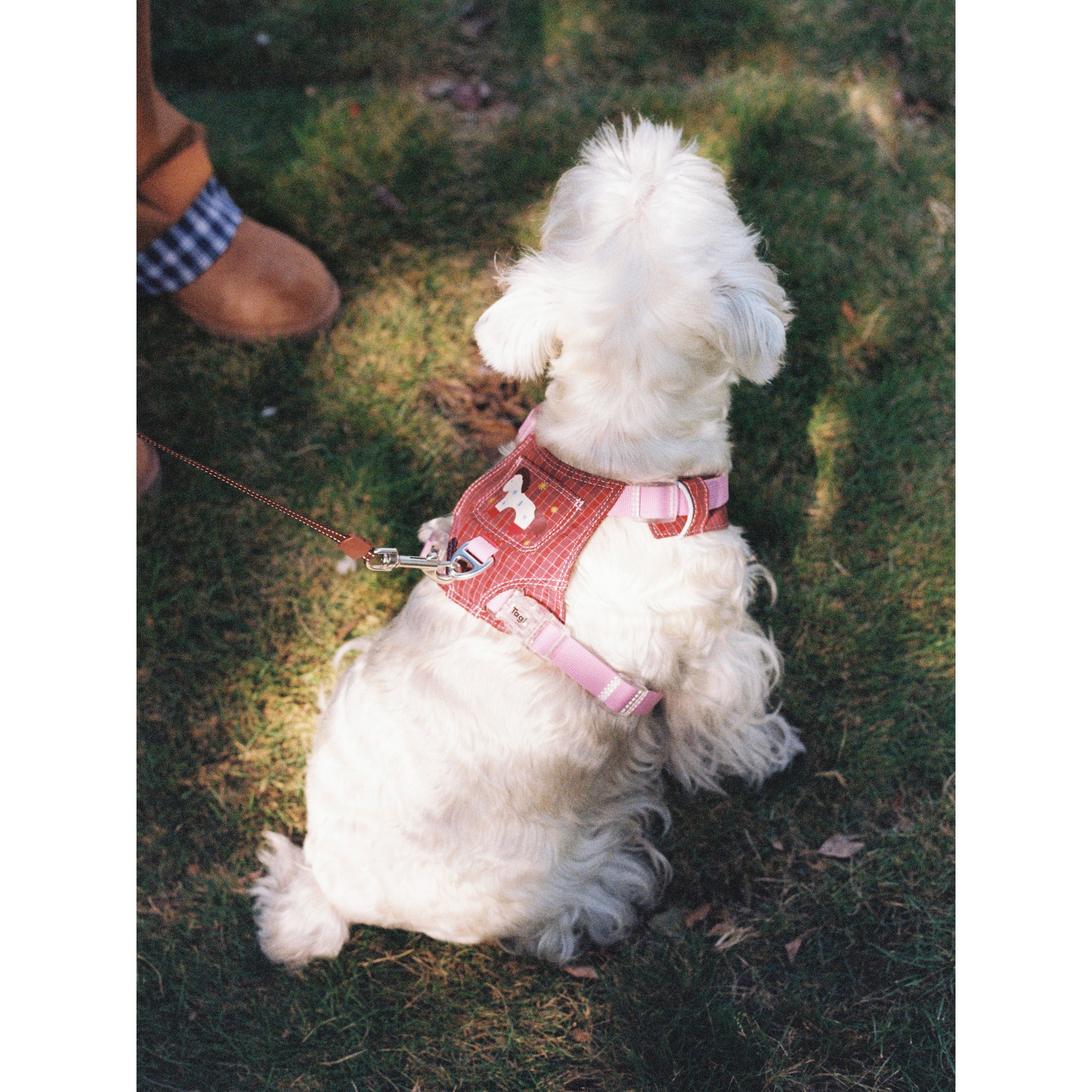 Tagi. Imagine Apple Pet Retractable Leash and Pet Leash Wrist Strap