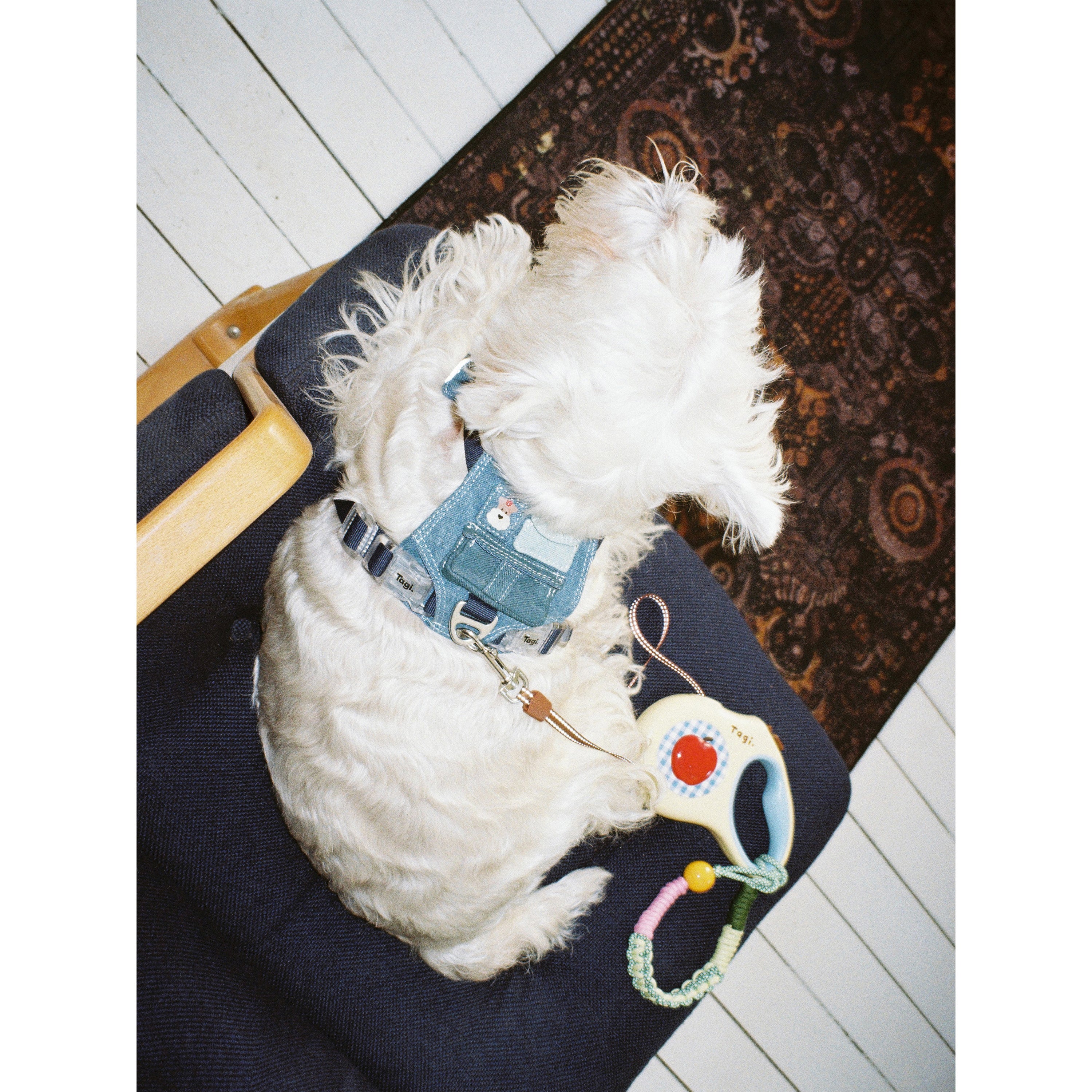 Tagi. Imagine Apple Pet Retractable Leash and Pet Leash Wrist Strap