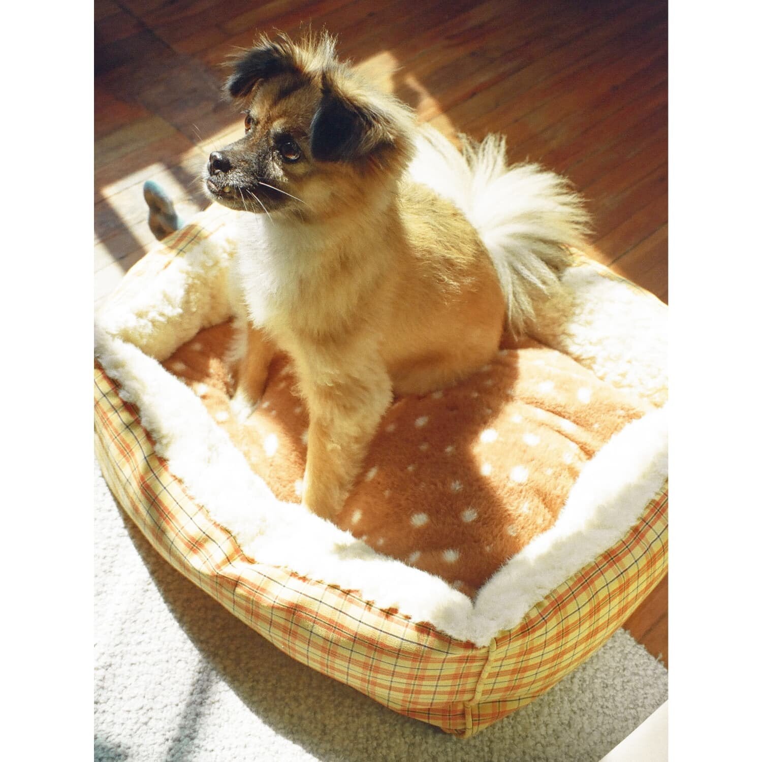 Tagi. Game-Knob Removable Washable Dog Bed