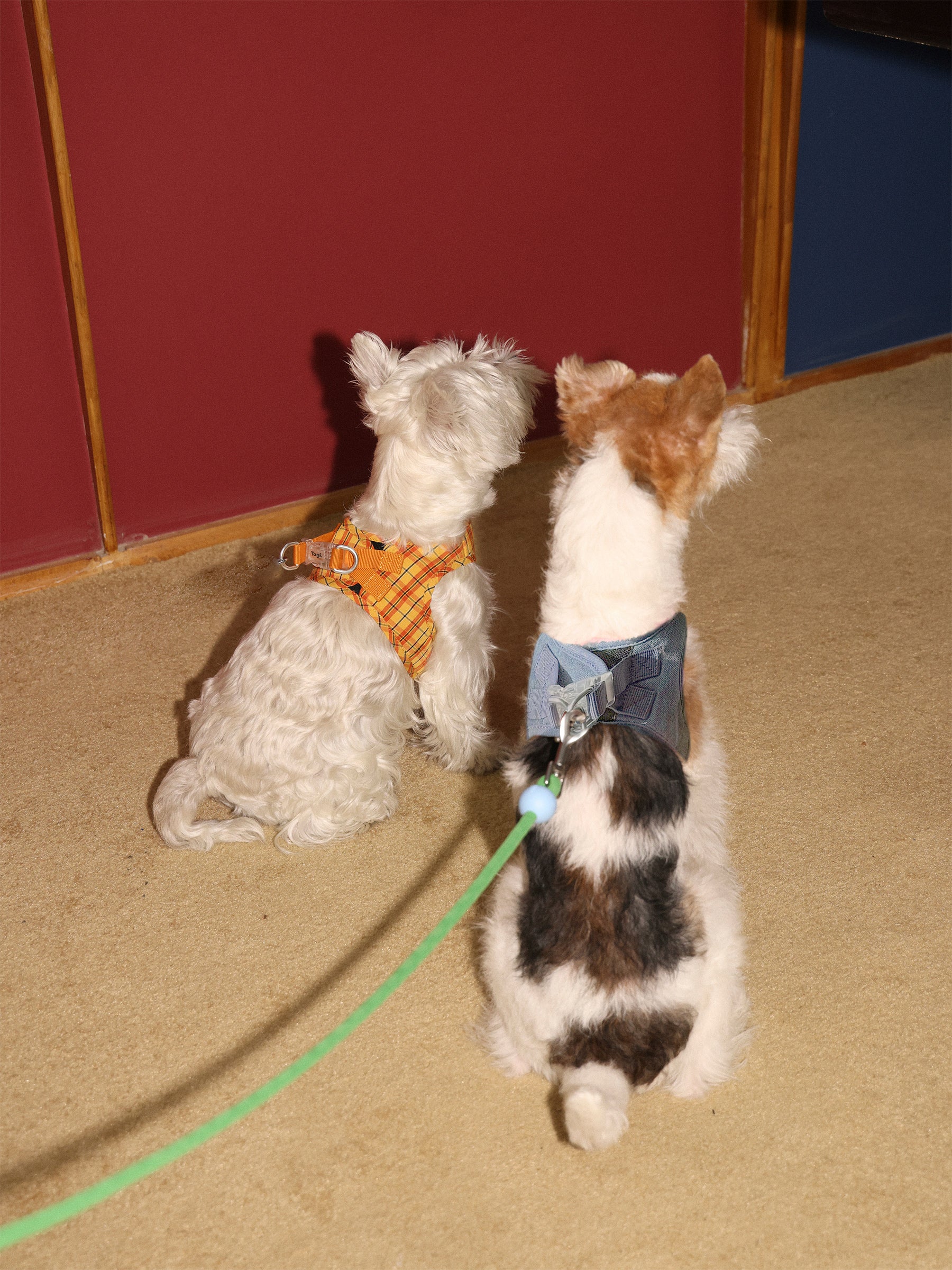 Tagi. Imagine Apple Pet Harness, Collar and Leash